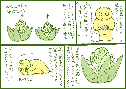 開花マンガ