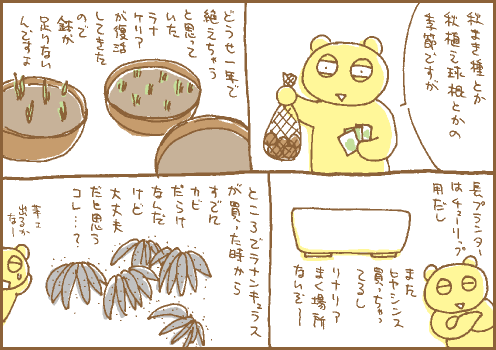 球根マンガ