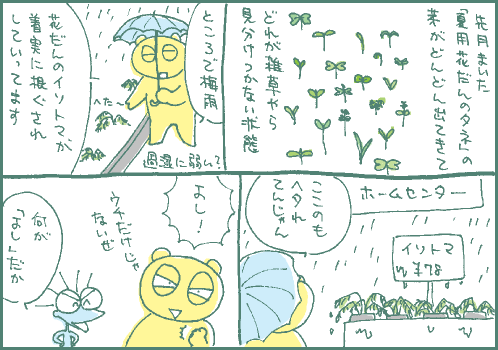 イソトマンガ