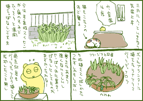 球根マンガ